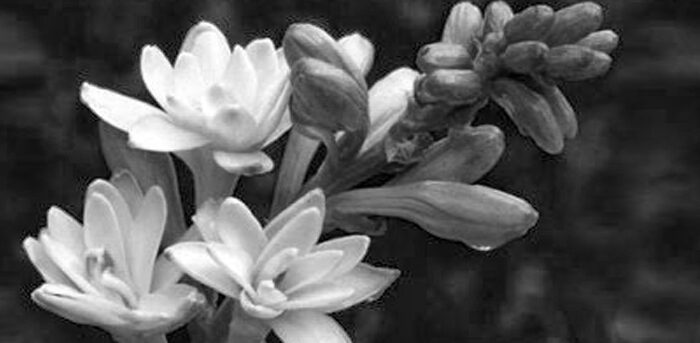 Un regalo para Jesús