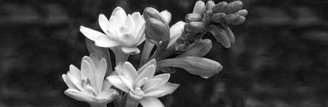 Un regalo para Jesús