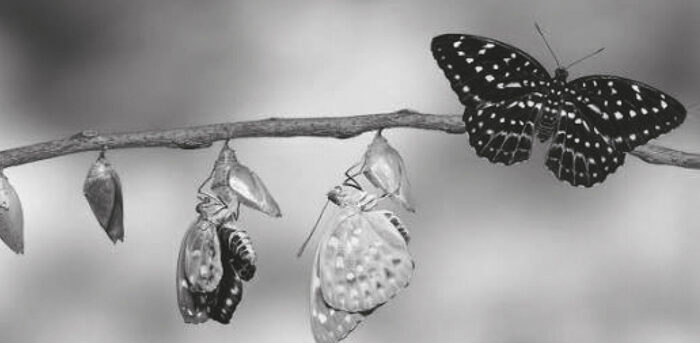 Nacidos para volar
