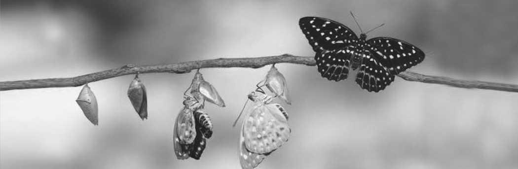 Nacidos para volar